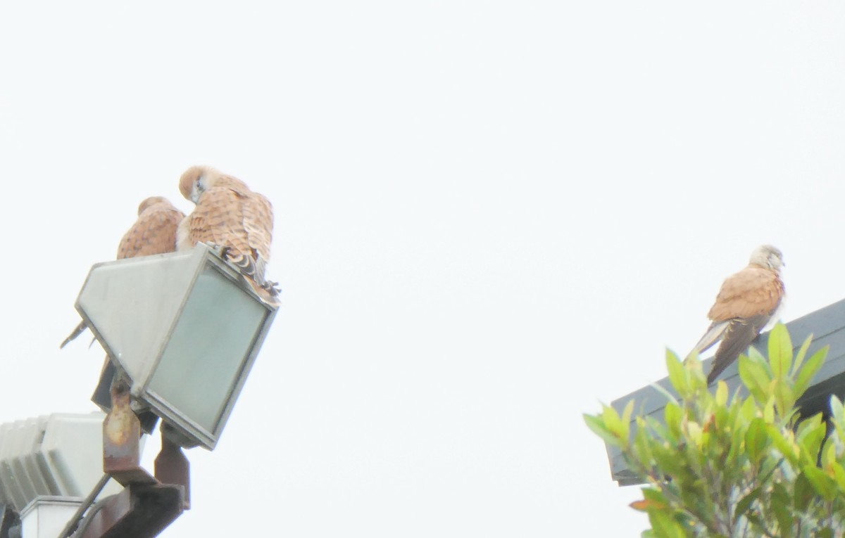 Nankeen Kestrel - ML126452521