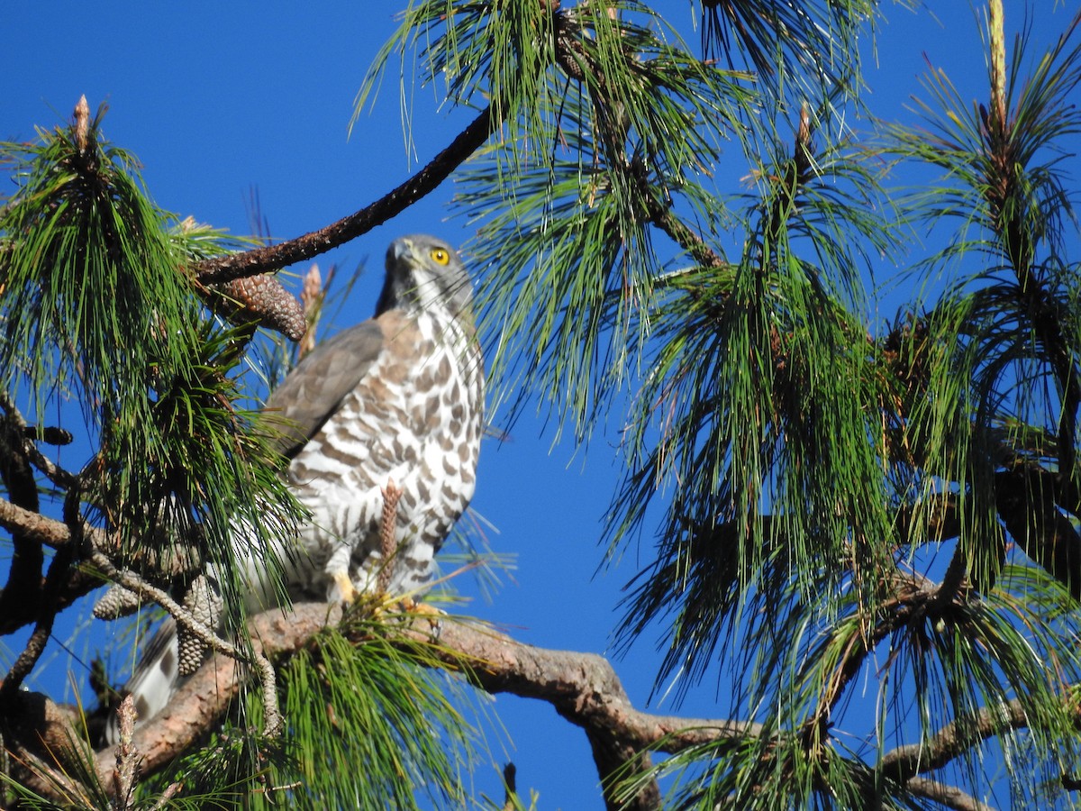 Crested Goshawk - ML126452541