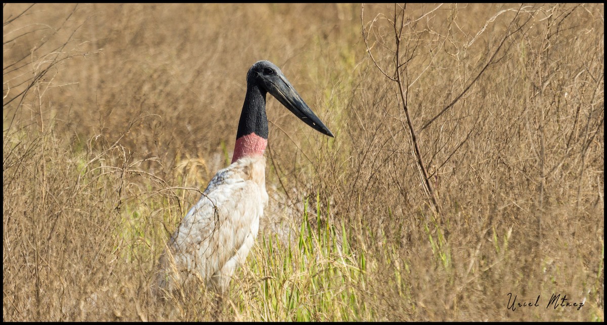 Jabiru - Uriel Mtnez