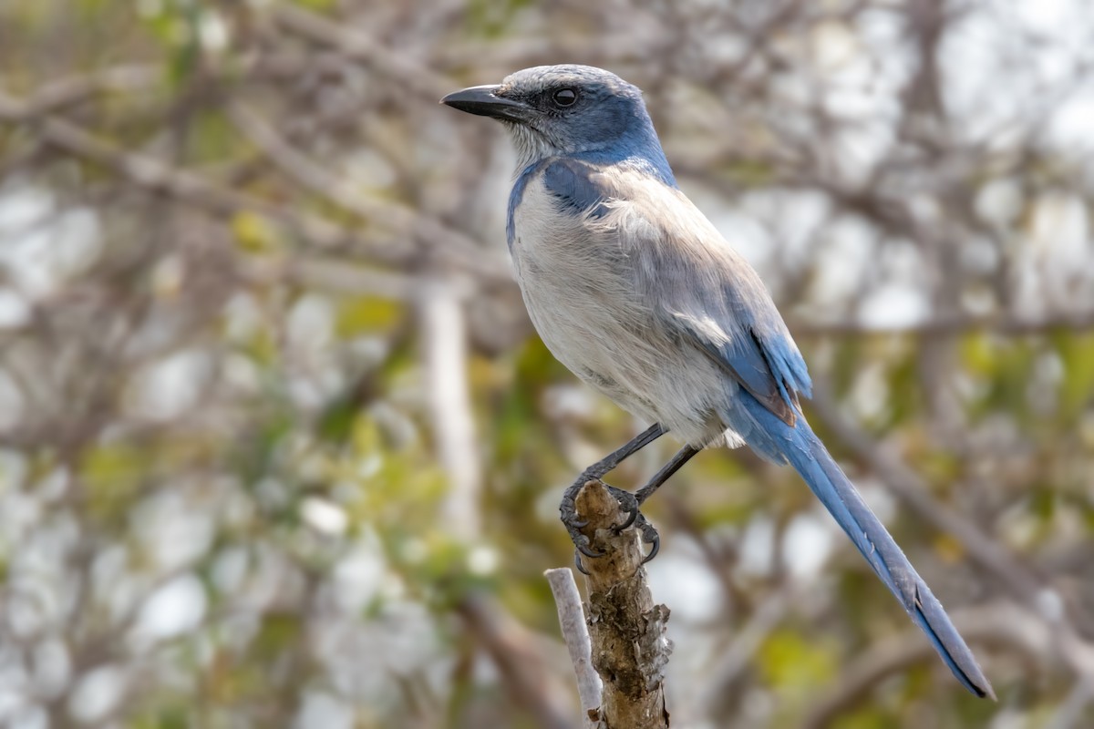 Florida Scrub-Jay - ML126453911