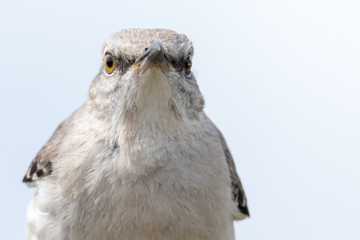 Northern Mockingbird - Brad Imhoff