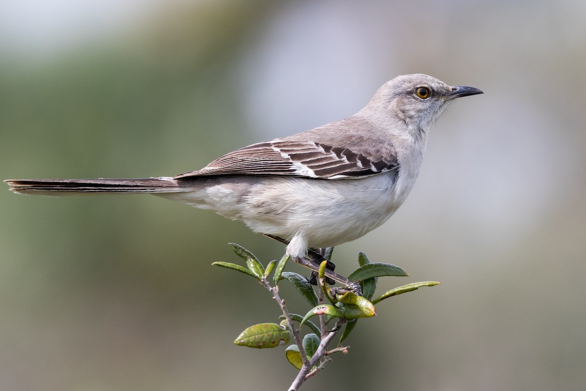 Northern Mockingbird - ML126453991