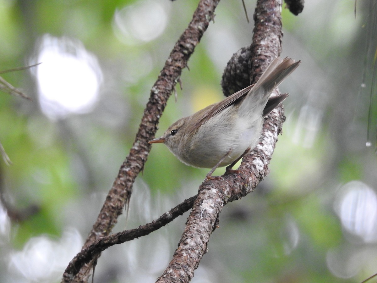 Greenish Warbler - ML126454061