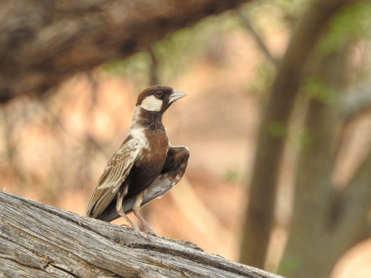 Gray-backed Sparrow-Lark - Samuel Burckhardt