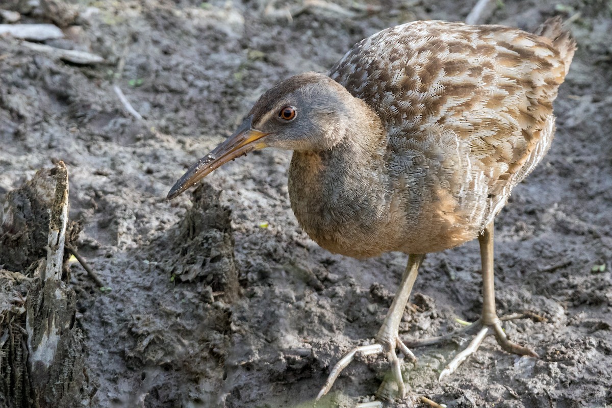 Clapper Rail (Atlantic Coast) - ML126455721