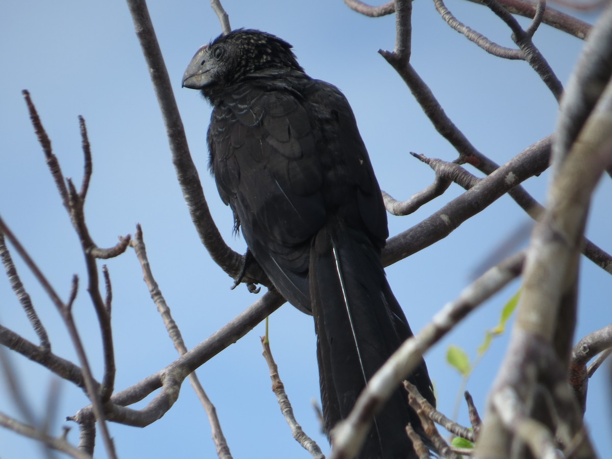 Smooth-billed Ani - ML126456241