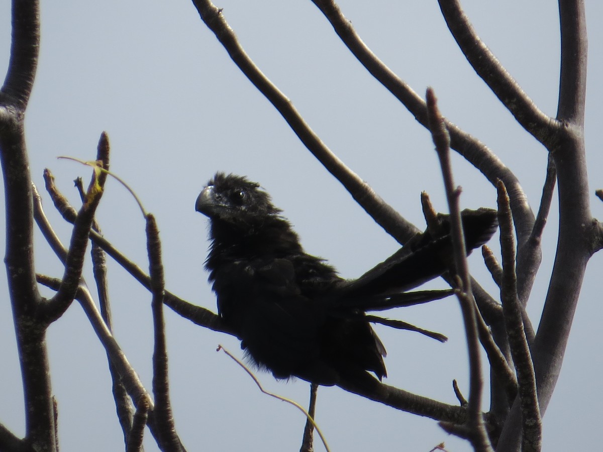 Smooth-billed Ani - ML126456311