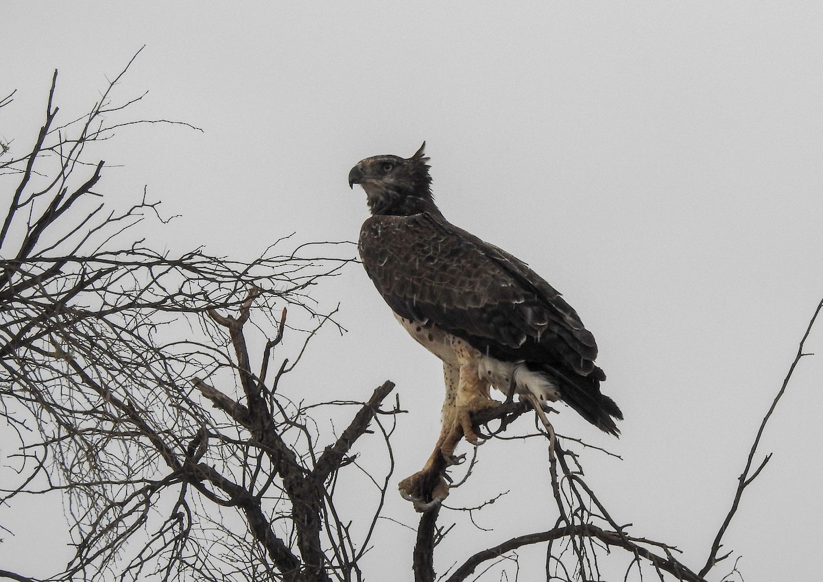 Martial Eagle - Samuel Burckhardt