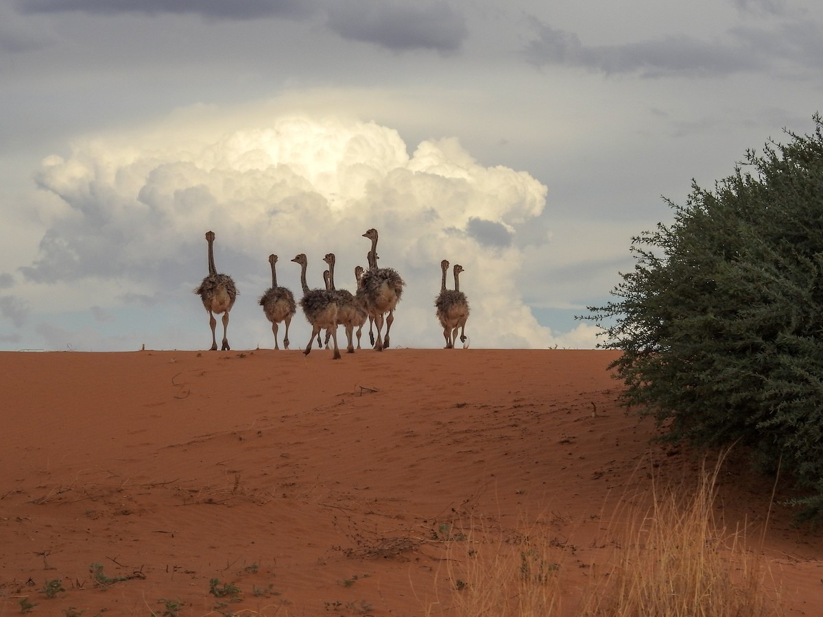 Common Ostrich - Samuel Burckhardt