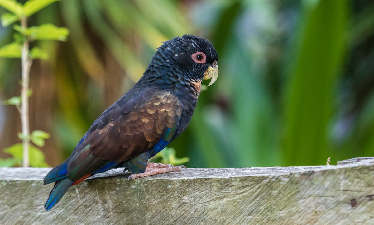 Bronze-winged Parrot - ML126458121