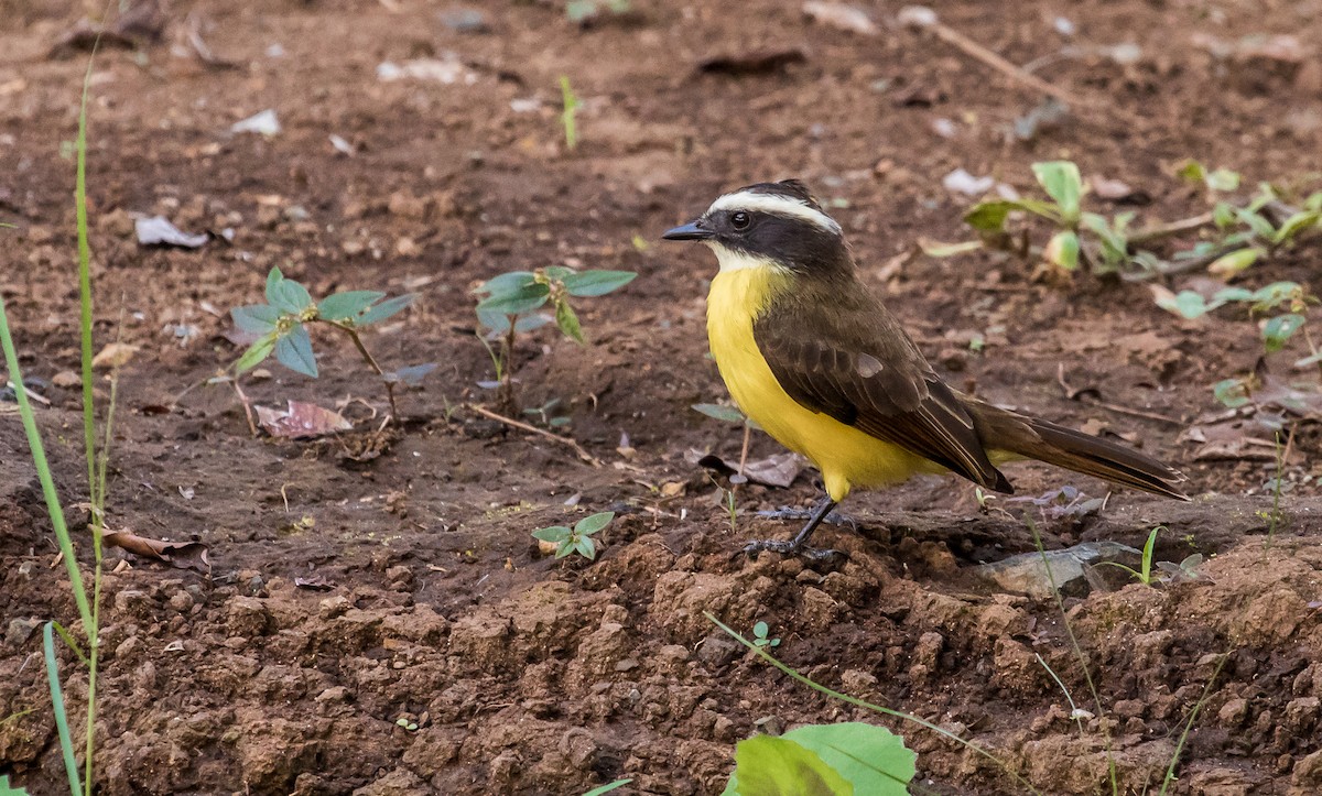 Rusty-margined Flycatcher - ML126458341