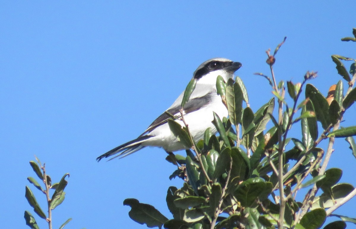 Loggerhead Shrike - James Asmuth