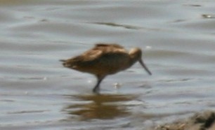 Marbled Godwit - Tim Carney