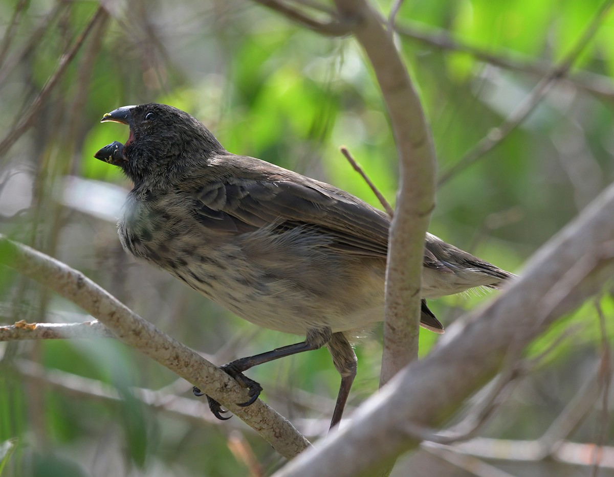 Vegetarian Finch - ML126459561