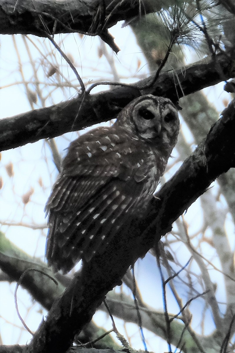 Barred Owl - ML126459801