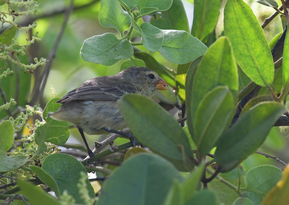 Small Tree-Finch - ML126459851