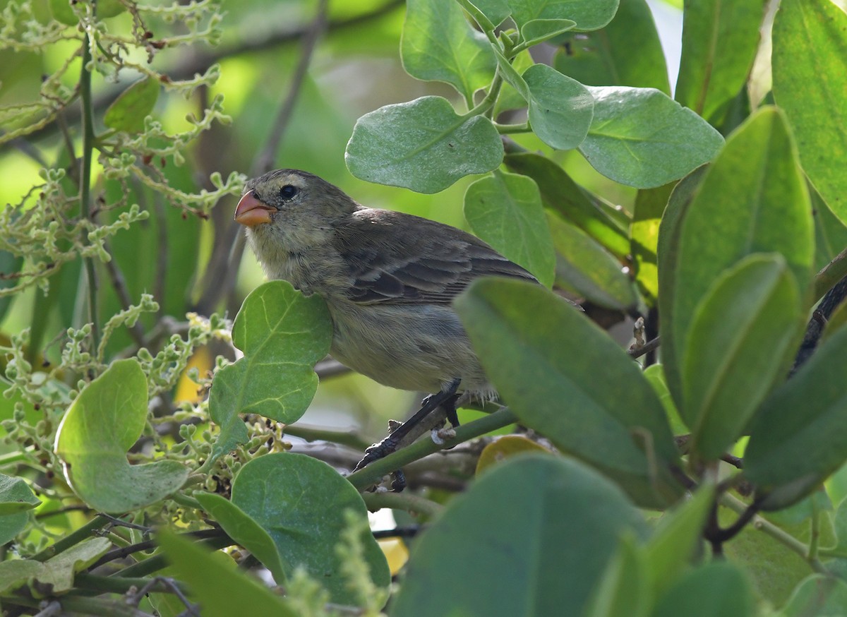 Small Tree-Finch - ML126459881