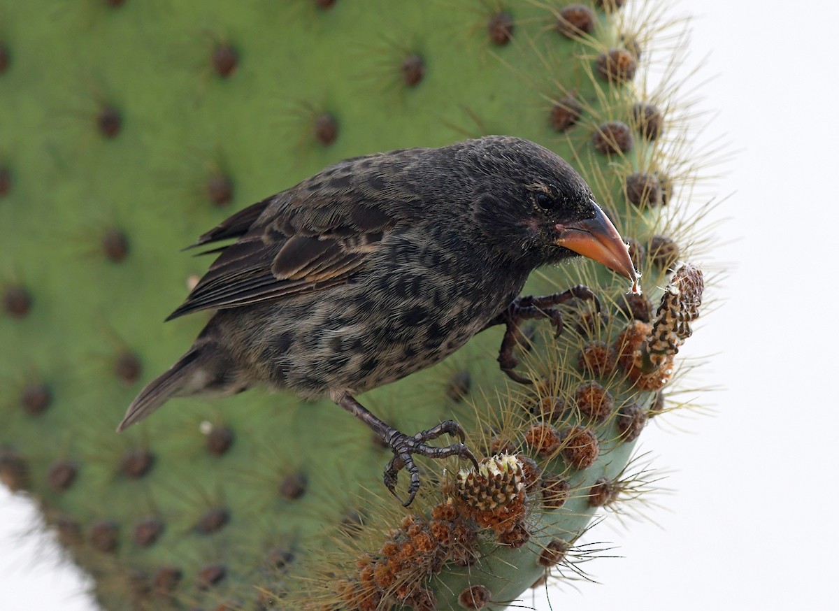 Common Cactus-Finch - ML126460071