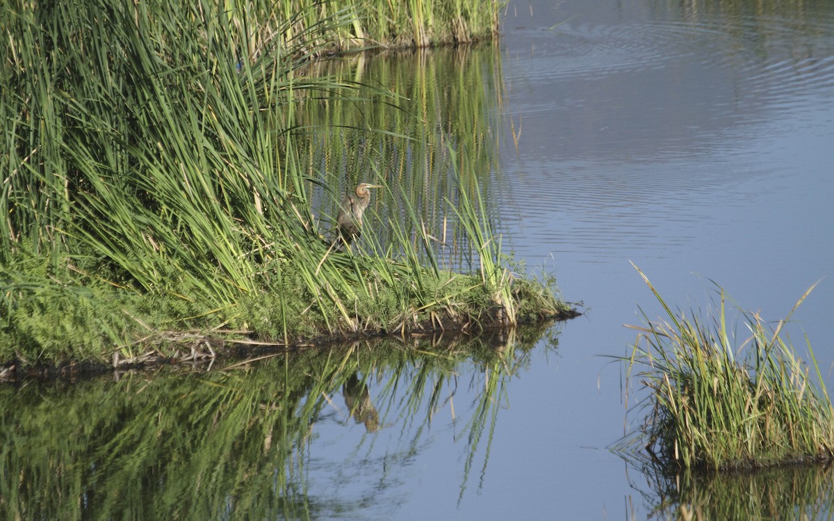 Goliath Heron - ML126463521