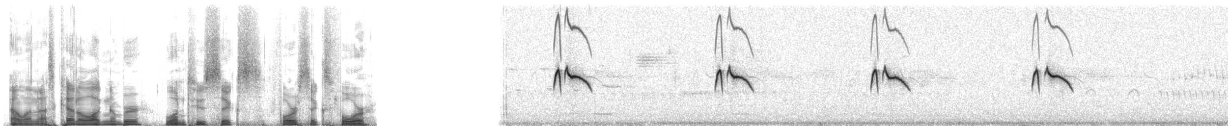 クロツキヒメハエトリ（nigricans グループ） - ML126464