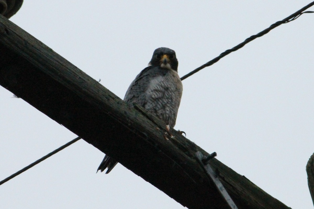 Peregrine Falcon - ML126464441