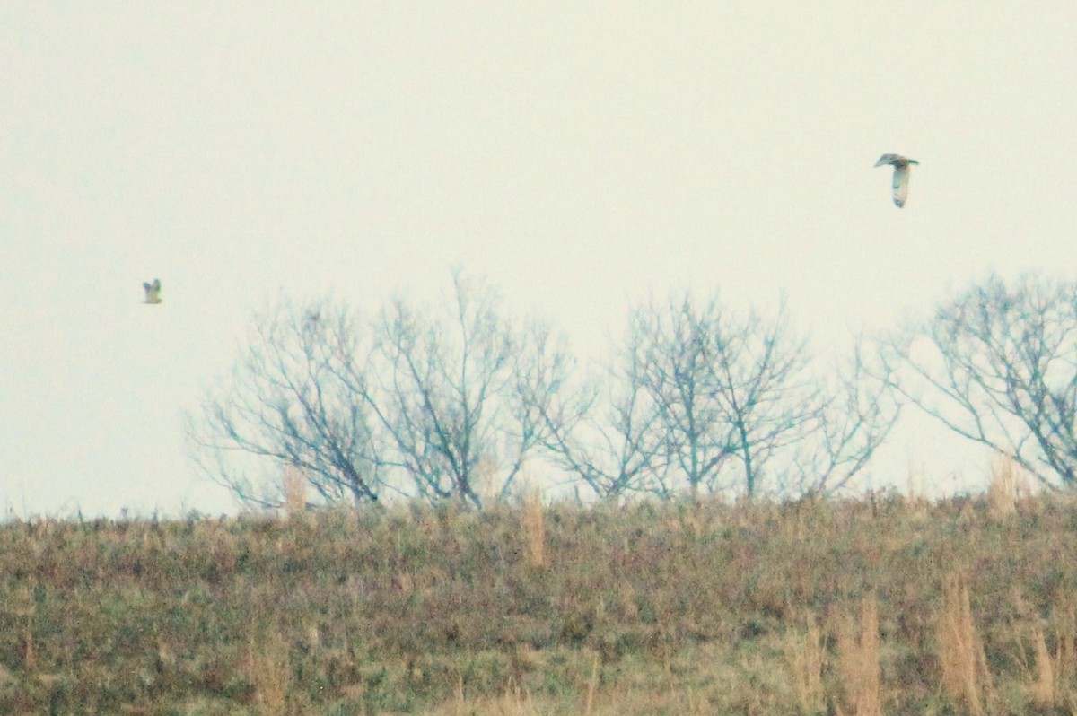 Short-eared Owl - ML126464711