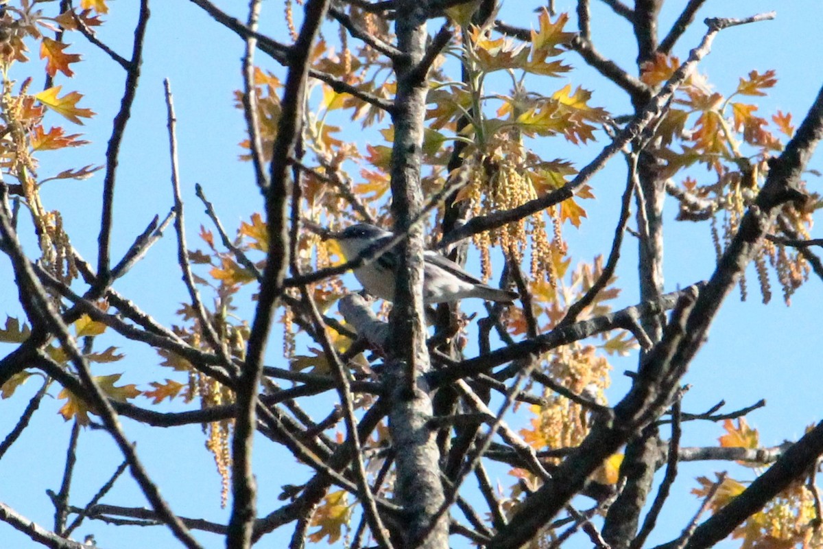 Paruline azurée - ML126466141