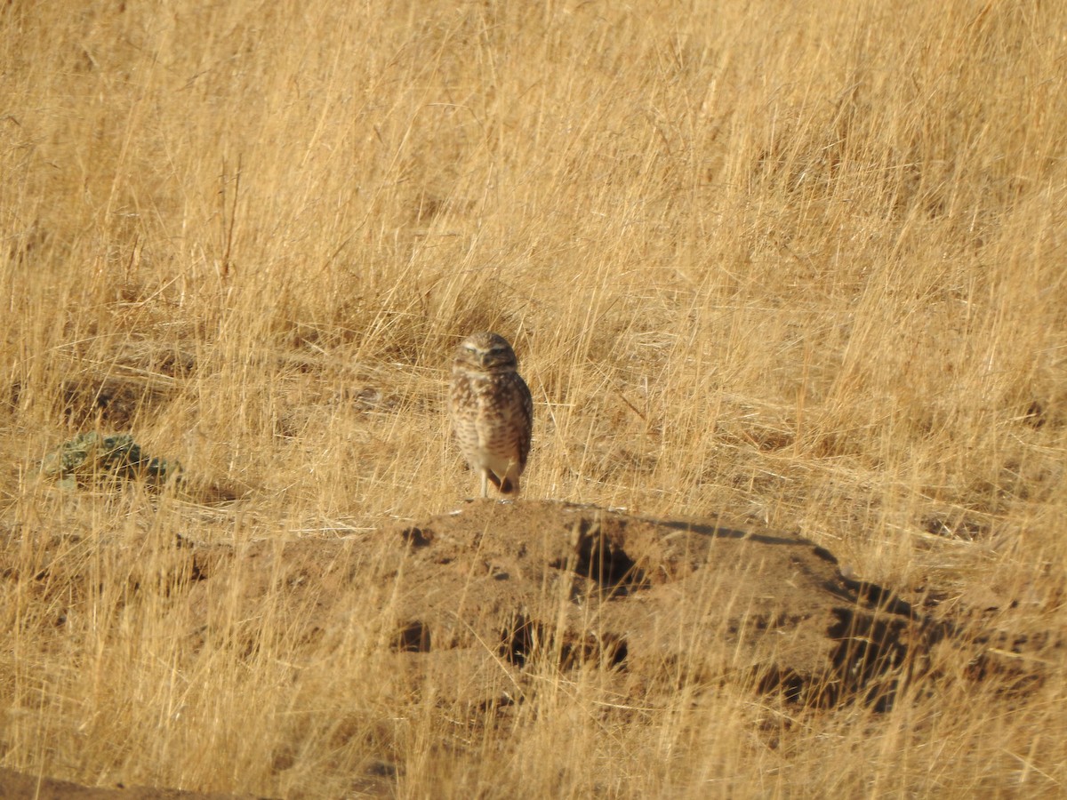 Burrowing Owl - ML126466671