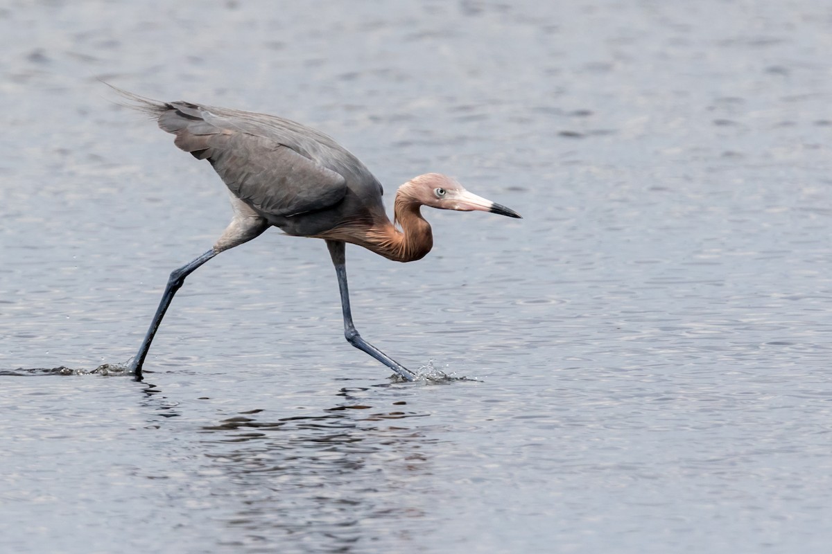 Reddish Egret - ML126466731