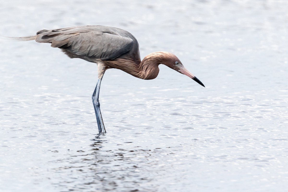 Reddish Egret - Brad Imhoff