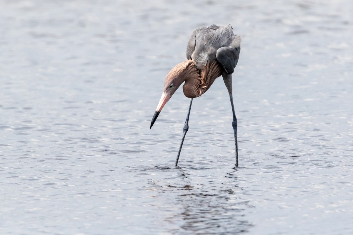 Reddish Egret - ML126466811