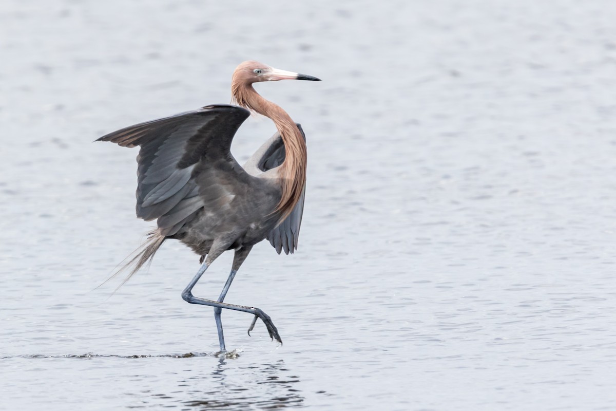 Reddish Egret - Brad Imhoff