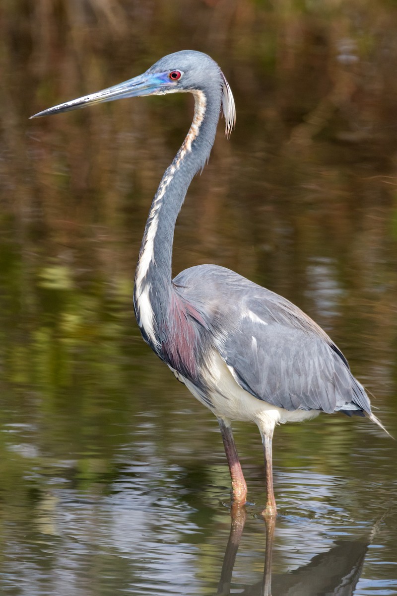 Tricolored Heron - ML126467071