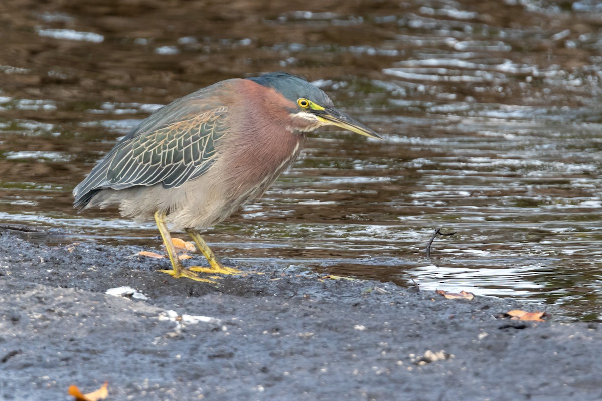 Green Heron - Brad Imhoff