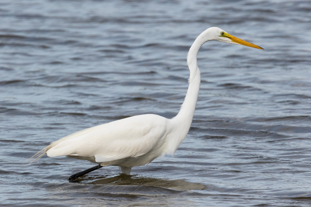 Great Egret - Brad Imhoff