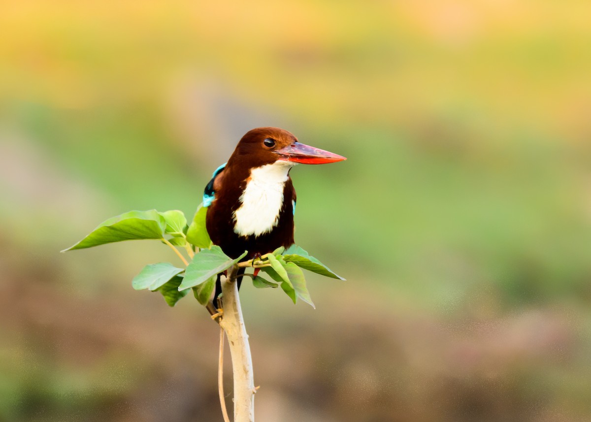 White-throated Kingfisher - ML126468071