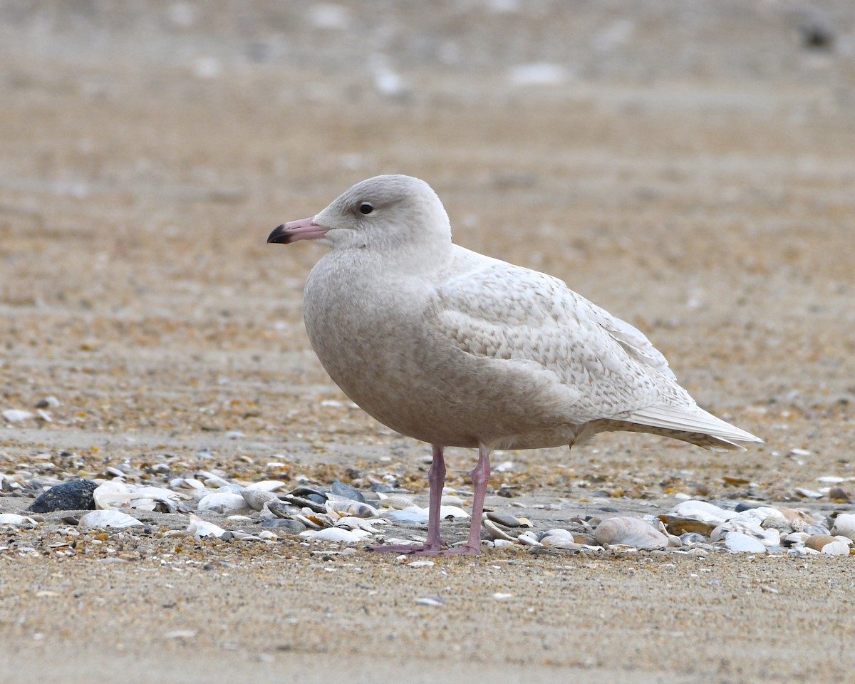 Glaucous Gull - ML126469381