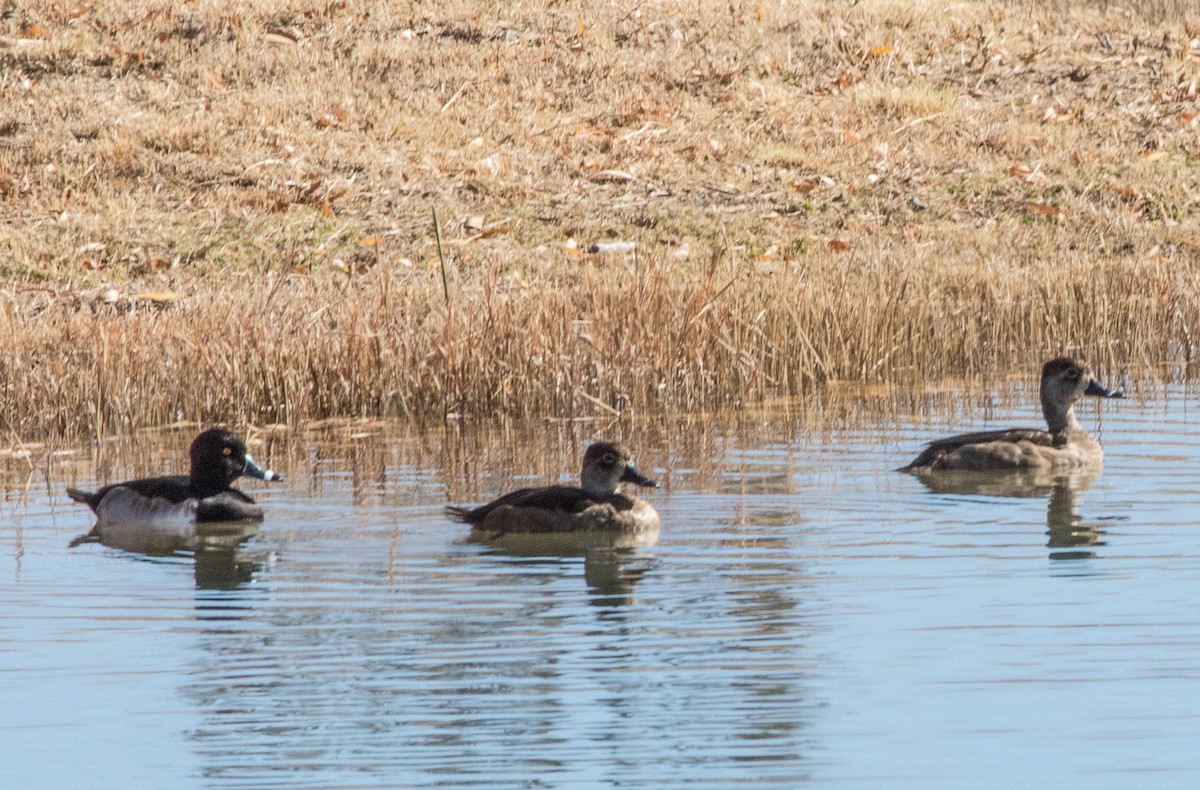 Ring-necked Duck - Linda McNulty