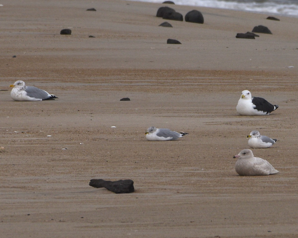 Glaucous Gull - Greg Hudson