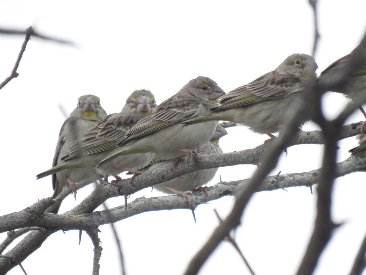 Sulphur-throated Finch - ML126471491