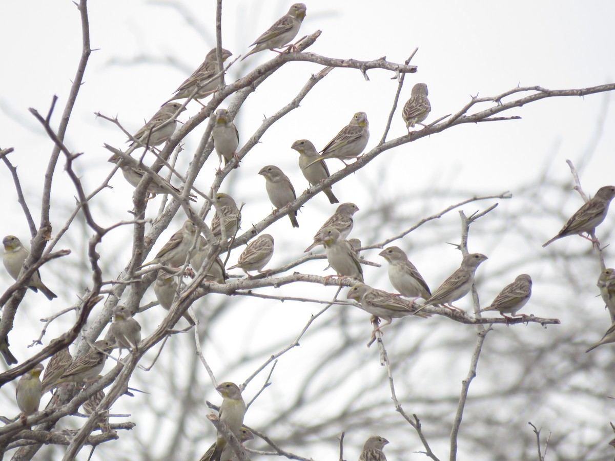 Sulphur-throated Finch - ML126471641