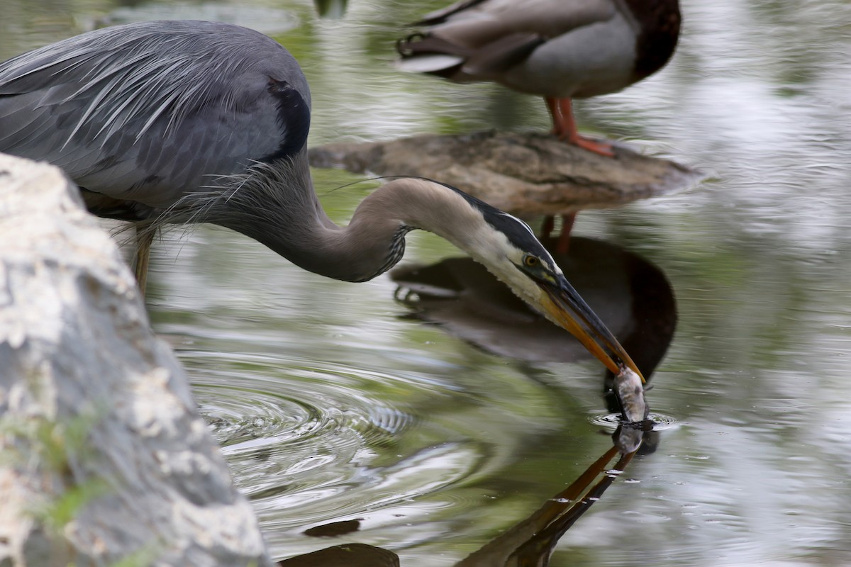 Great Blue Heron (Great Blue) - ML126472081