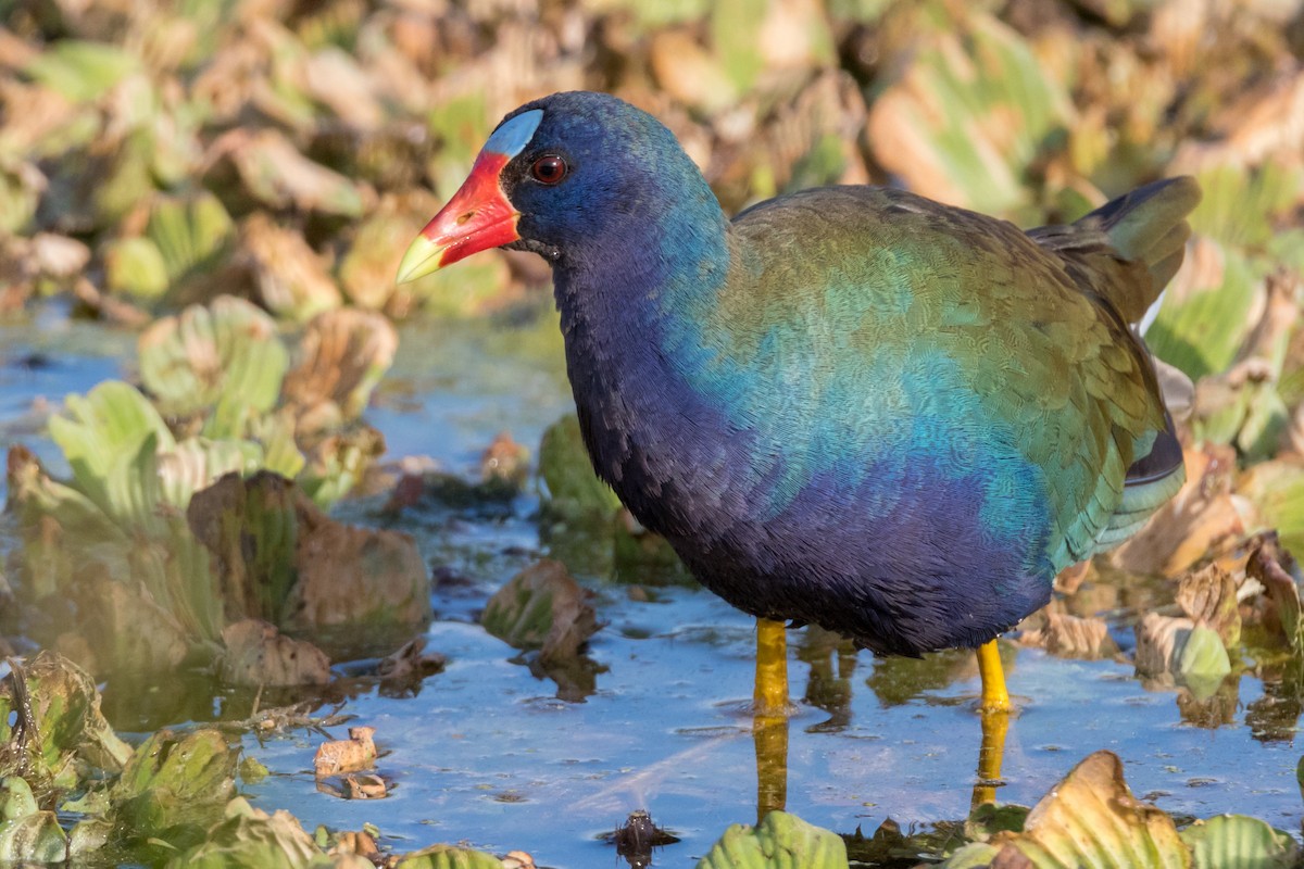 Purple Gallinule - ML126472951