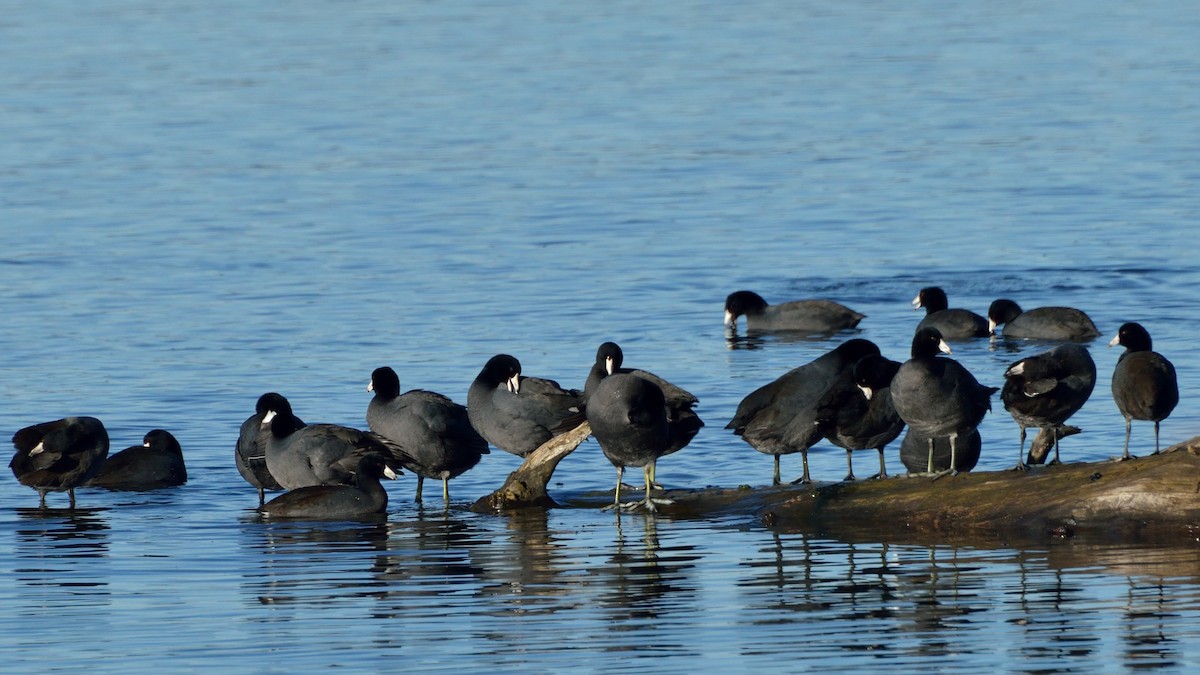 American Coot - Bente Torvund