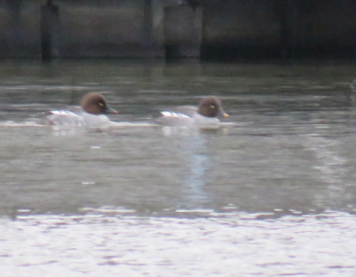 Common Goldeneye - ML126475261