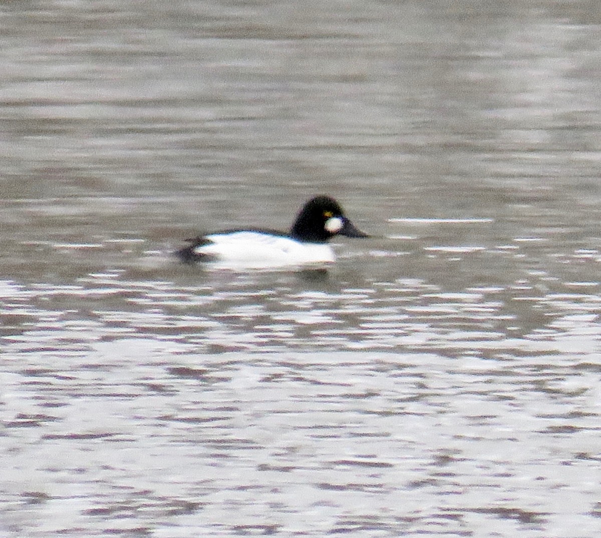 Common Goldeneye - ML126475271