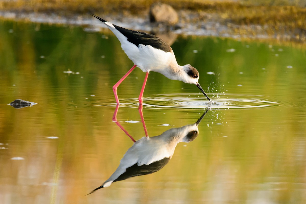 Black-winged Stilt - ML126475761