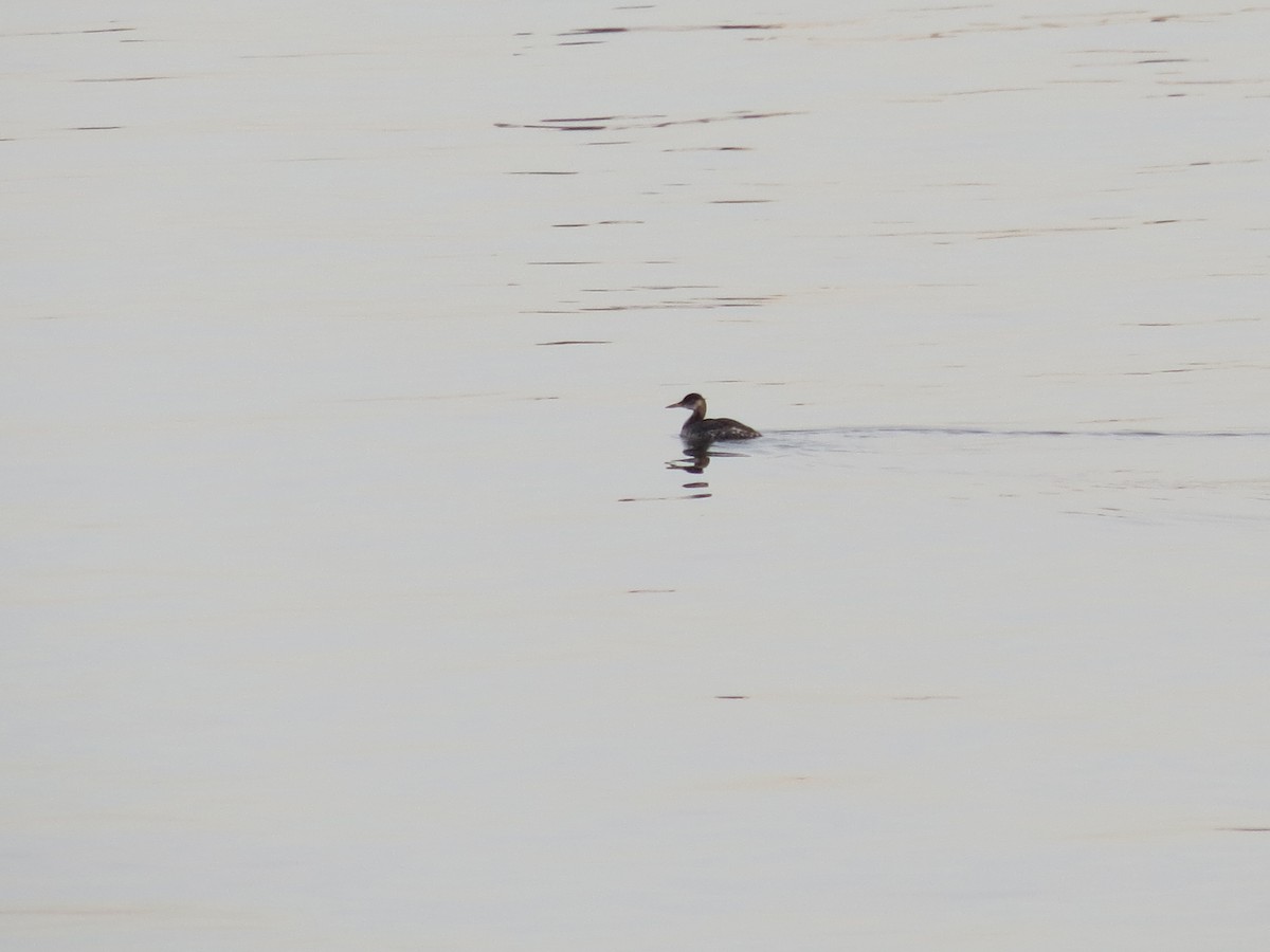 Red-necked Grebe - ML126476231