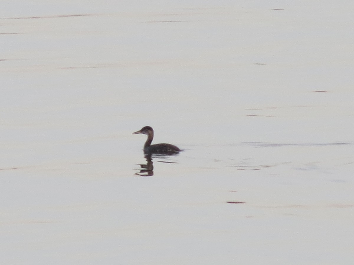 Red-necked Grebe - ML126476281