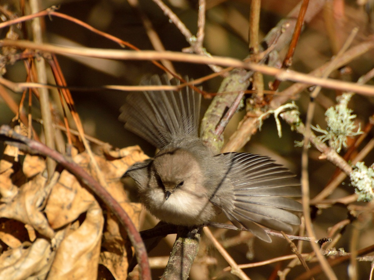 Bushtit - Bente Torvund